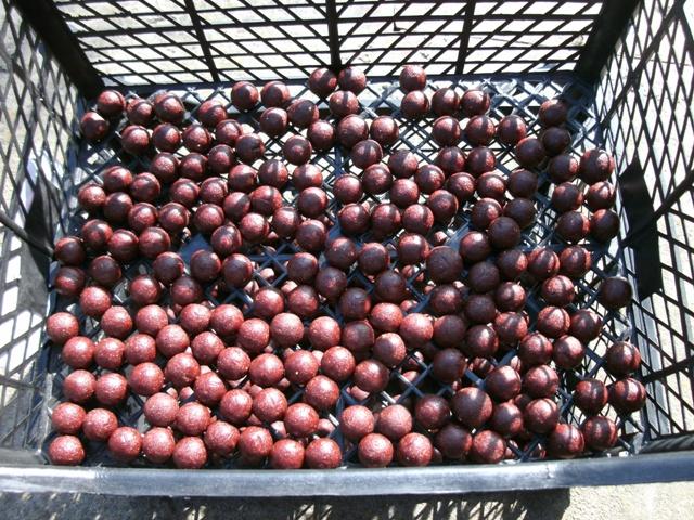 pregatiri - gedc0300.JPG